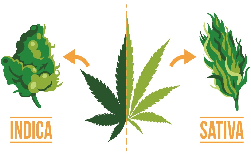 Differences Between Sativa and Indica